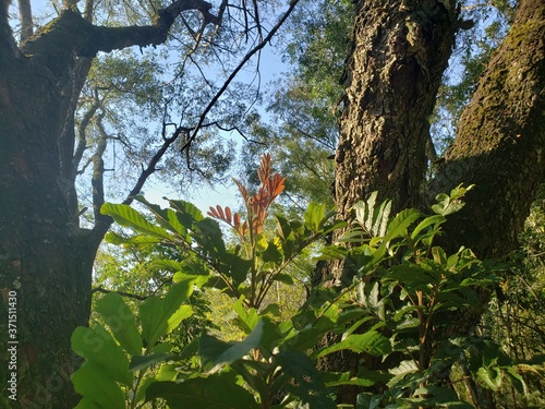 foliage in the forest