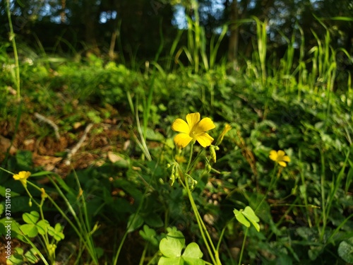 yellow flower in the grass