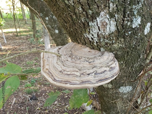 fungus on the tree