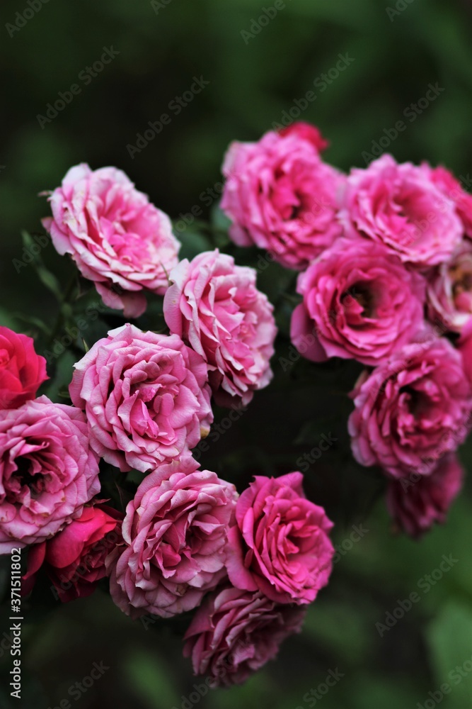 pink roses in the garden pink roses in the garden
