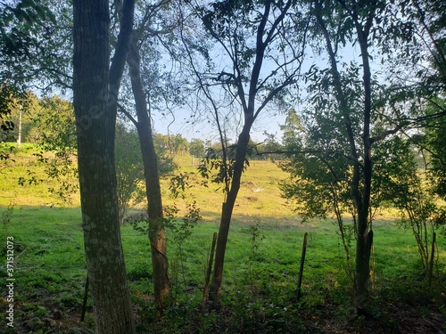 sunrise in the forest