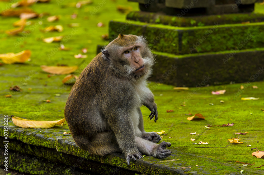 An adult long-tailed monkey watches younger monkeys at play in the monkey forest near Ubud, Bali, Asia