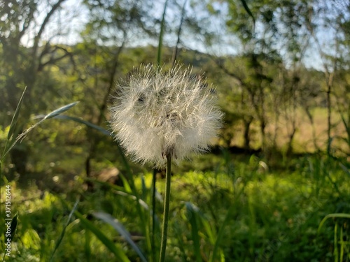dandelion in grass