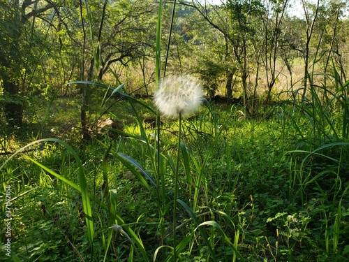 dandelion in the grass