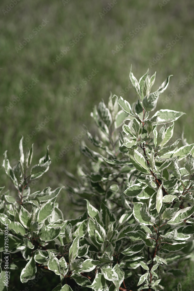 Fresh sample of natural leaves. Beautiful tropical background from young green leaves. Cornus alba.