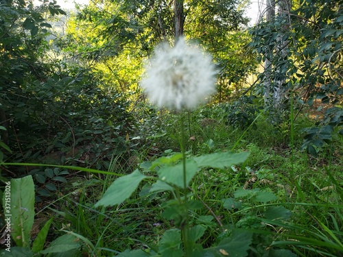 dandelion in the grass