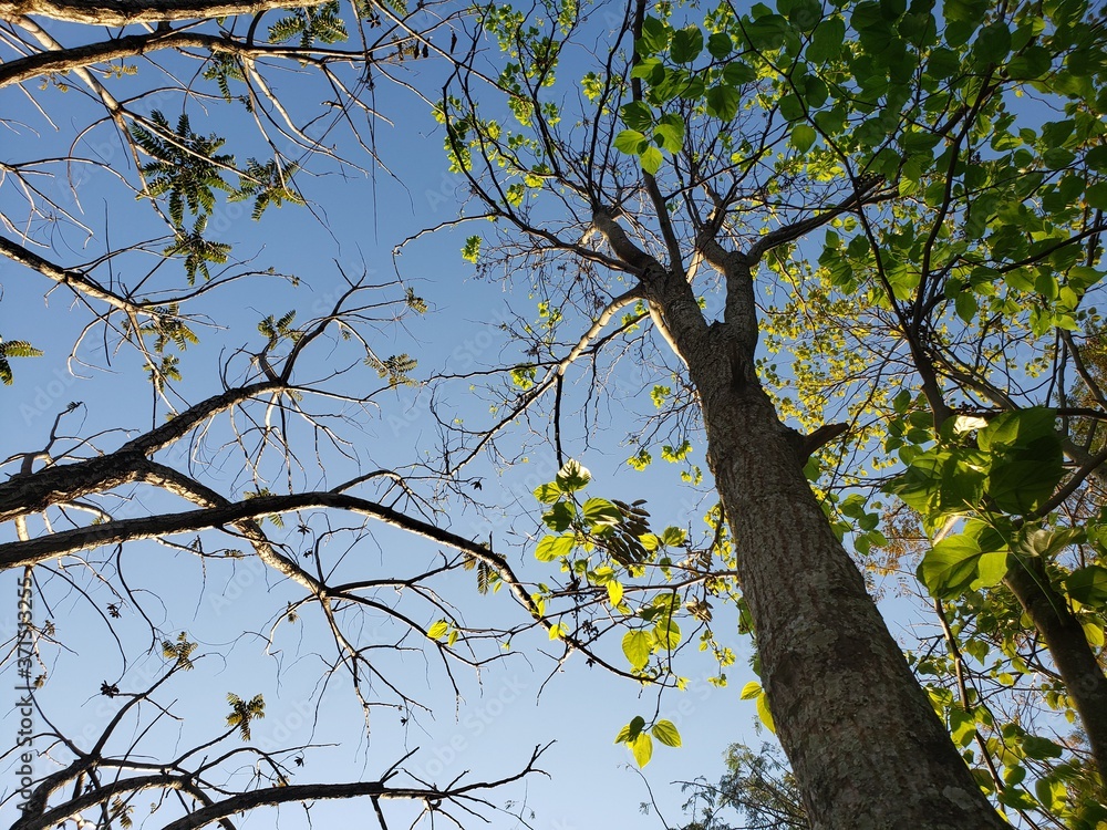 Fototapeta premium tree