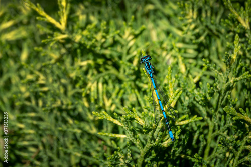 Azure damselfly (Coenagrion puella) blue color male on green with yellow tops twigs of Juniperus pfitzeriana Golden Saucer near garden pond. Amazing closeup of dragonfly in natural environment