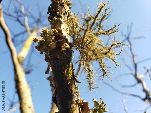 tree parasite