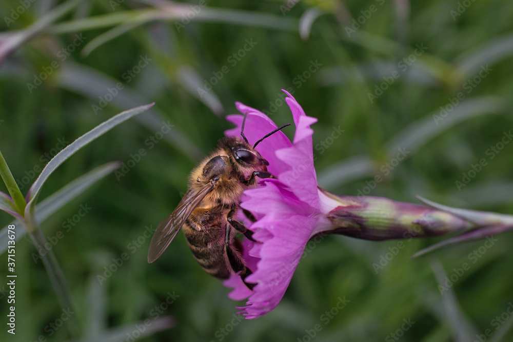 Fleißige Biene bei der Arbeit im Blumenbeet Fleißige Biene bei der Arbeit im Blumenbeet