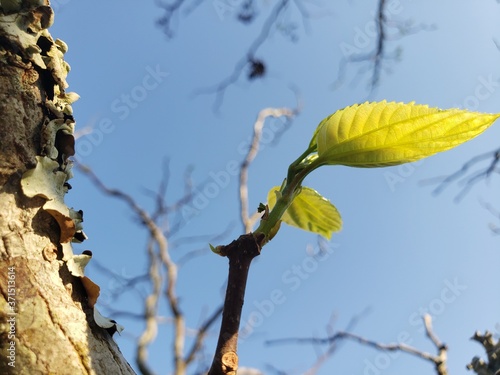 tree leaf