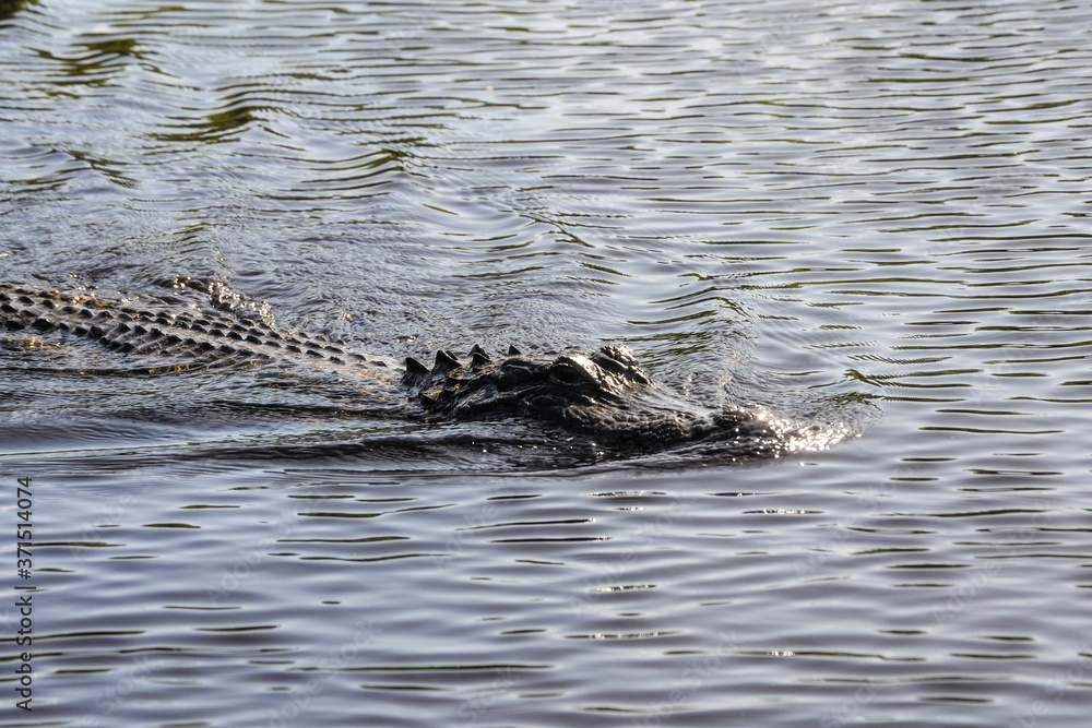 alligator in the everglades alligator in the everglades