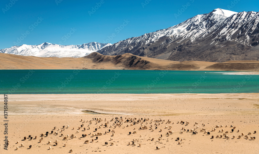 India, Ladakh, Herd of goats in front of turquoise lake in Himalayas India, Ladakh, Herd of goats in front of turquoise lake in Himalayas