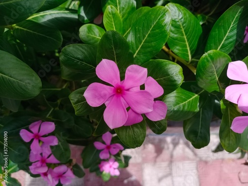 Madagascar rosy periwinkle Flower.Periwinkle Rose flower in garden.