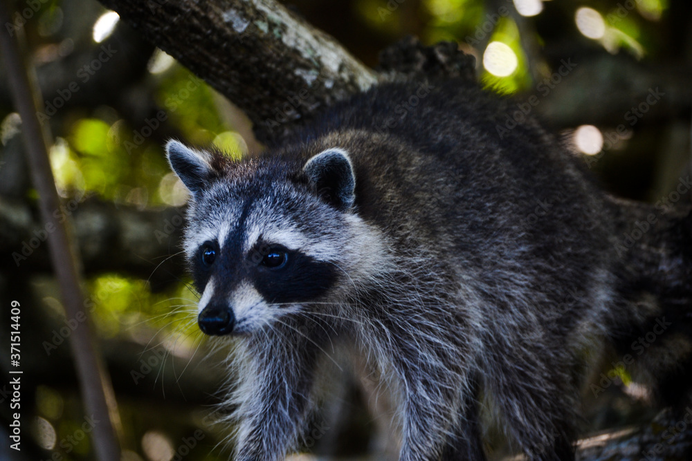 raccoon on a branch