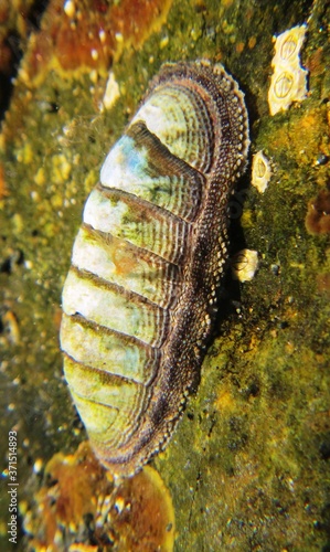 Chiton (Chiton granosus) in the bay of Tortugas beach, Peru photo