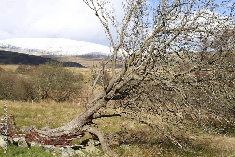 A distressed tree in Wales. 