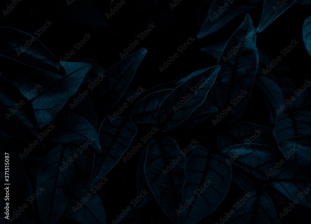 Fototapeta premium Beautiful abstract color gray and blue flowers on dark background and dark flower frame and blue leaves texture, blue background, dark blue graphics banner