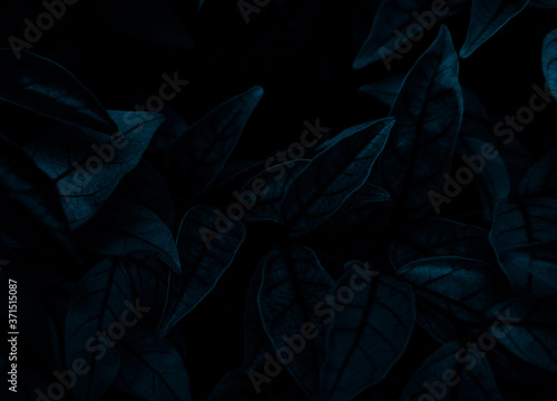 Beautiful abstract color gray and blue flowers on dark background and dark flower frame and blue leaves texture, blue background, dark blue graphics banner © Weerayuth