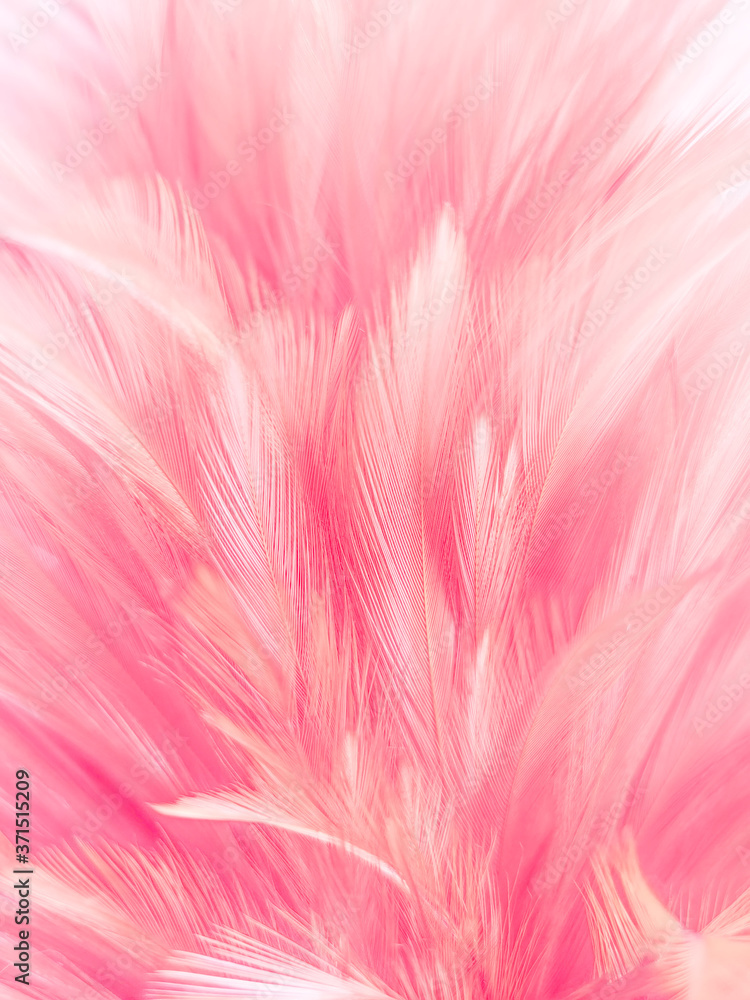 Beautiful abstract white and pink feathers on white background and soft white feather texture on pink pattern and pink background, feather background, pink banners Beautiful abstract white and pink feathers on white background and soft white feather texture on pink pattern and pink background, feather background, pink banners