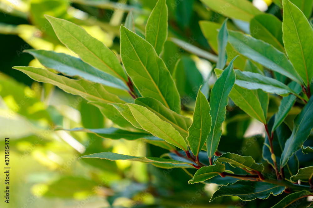 Bright green branch of fresh laurel leaves. Bright green branch of fresh laurel leaves.
