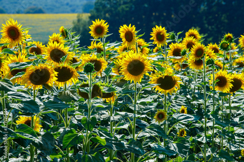 field of sunflowers