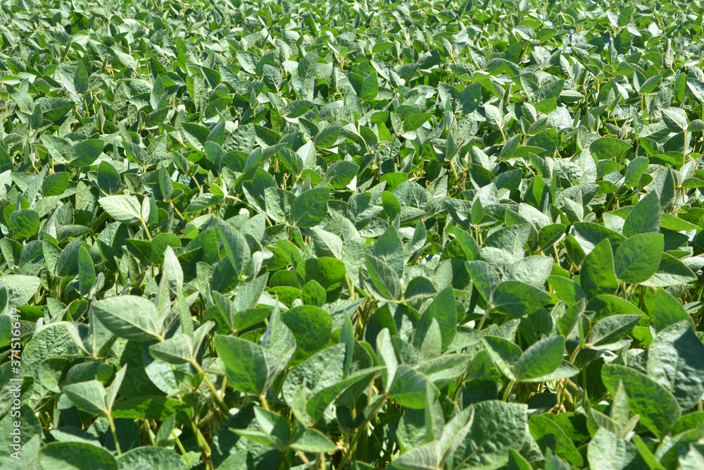 Obraz premium The field grows soy