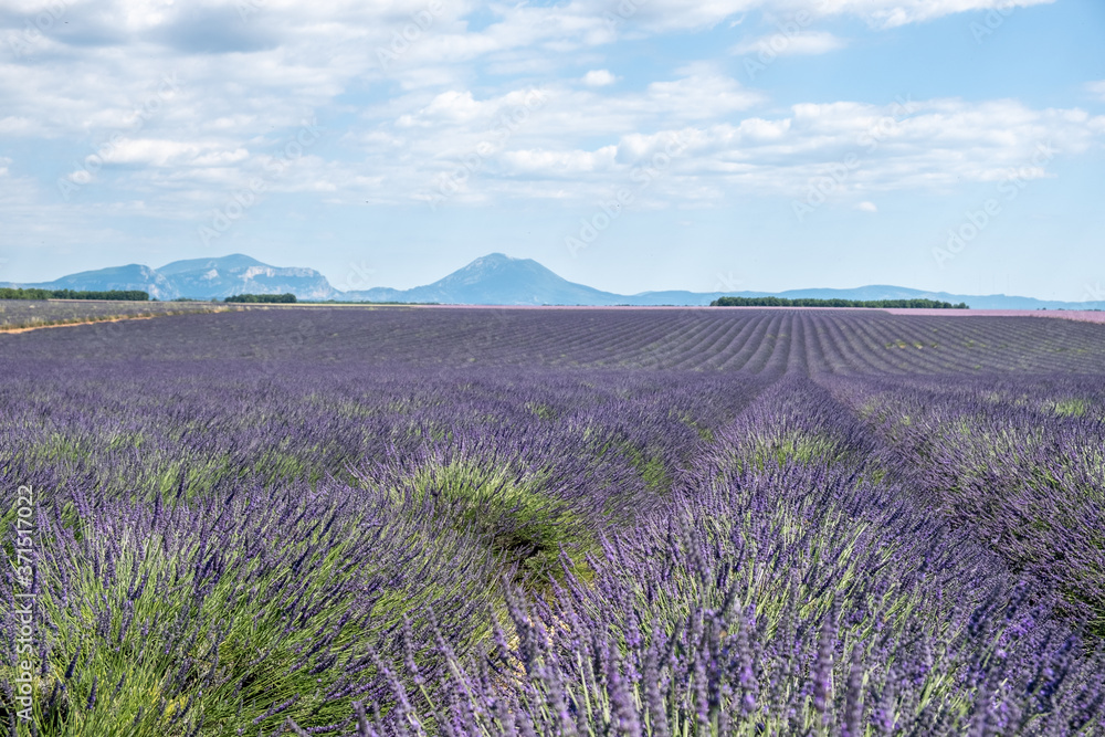 Obraz Płaskowyż Valensole, Prowansja, południowa Francja. Lawendowe pole o zachodzie słońca. Prowansja