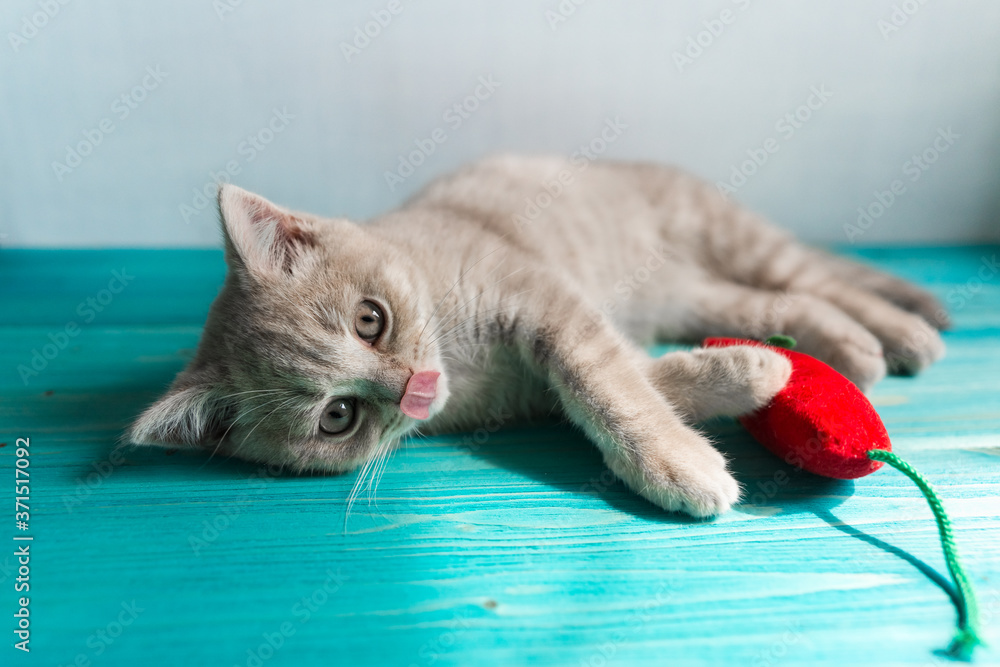 Φωτογραφία A small British Shorthair kitten of a peach beige cream color plays with a red toy mouse on blue wooden floor