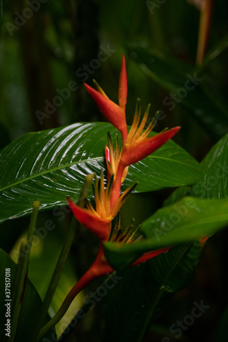 Heliconia Lobster Claw Plants  on a green leafy background