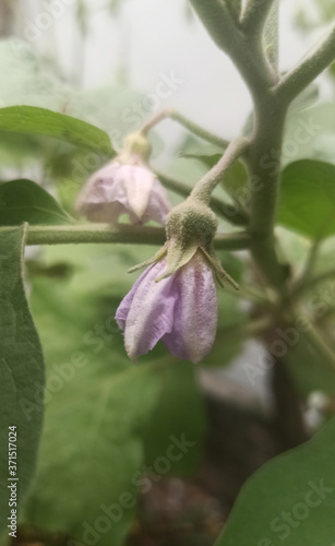 eggplant flower on a tree