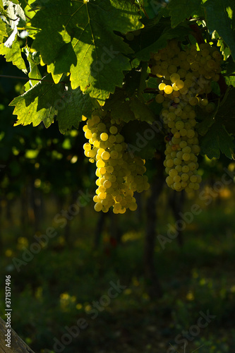 white bunches of grapes on vineyards in Chianti region. Tuscany, Italy.