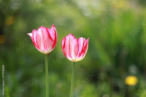 Pink tulips in the garden