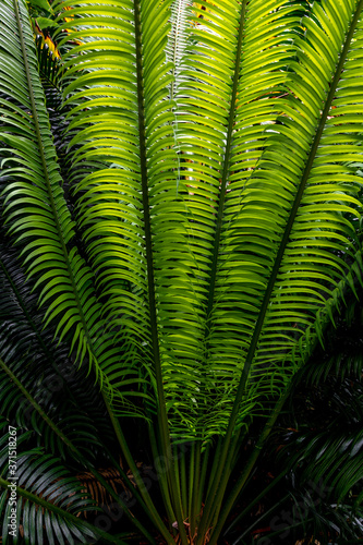 green leaves of tropical fern
