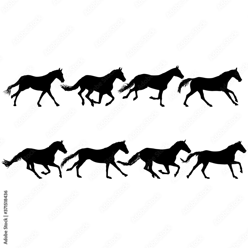 Set silhouette of black mustang horse on white background