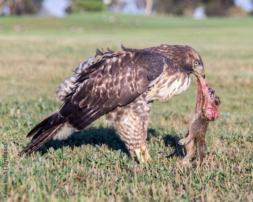 Fototapeta premium Juvenile Red-tailed Hawk feeding on dead squirrel. Santa Clara County, California, USA.