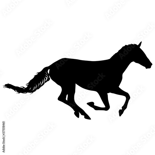 Silhouette of black mustang horse on white background