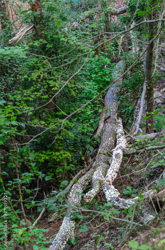 fallen trees along high falls trail in the talladega national forest, alabama, usa fallen trees along high falls trail in the talladega national forest, alabama, usa