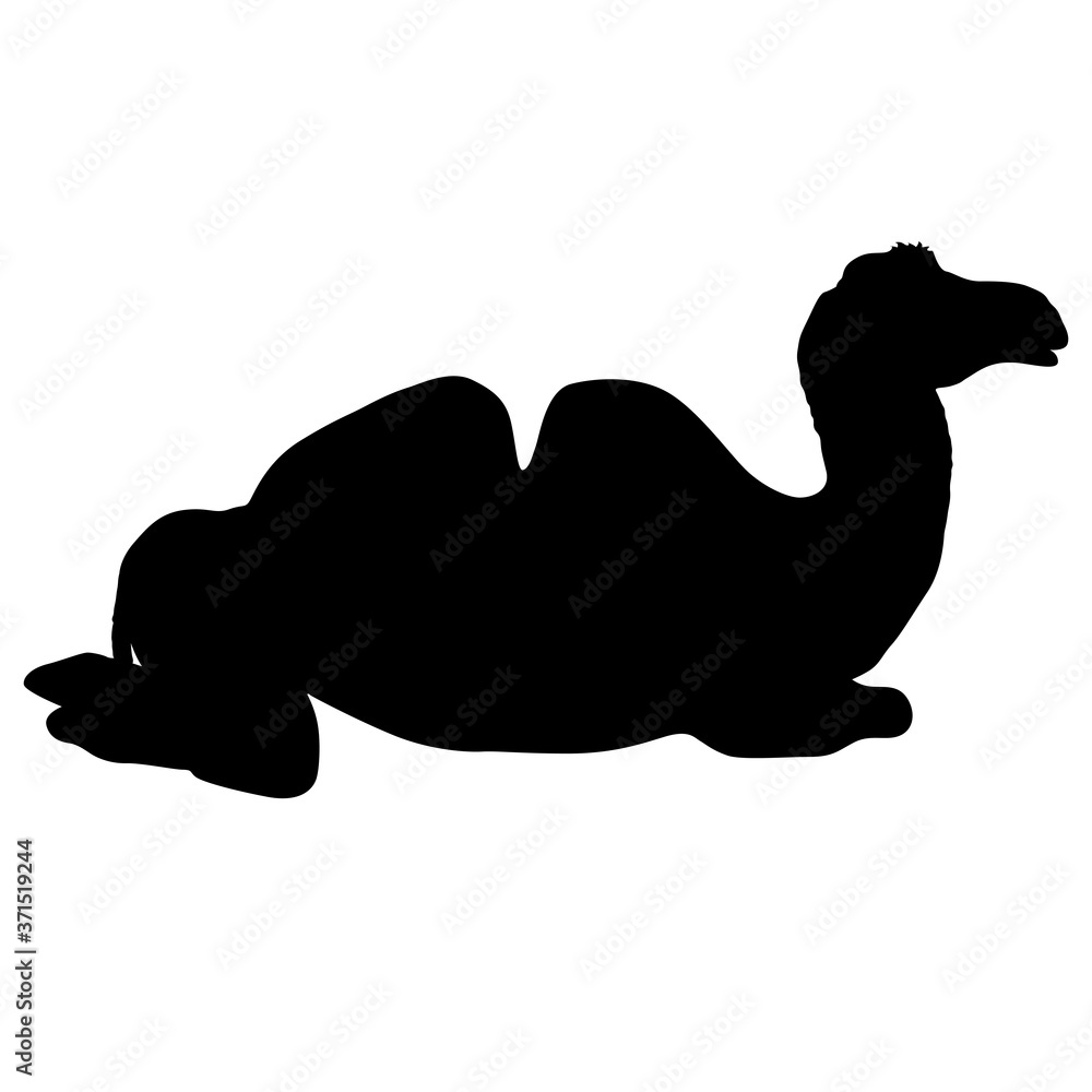 Silhouette of the camel on a white background Silhouette of the camel on a white background