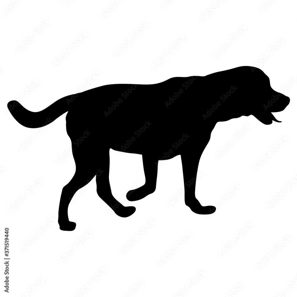 Labrador dog black silhouette on white background