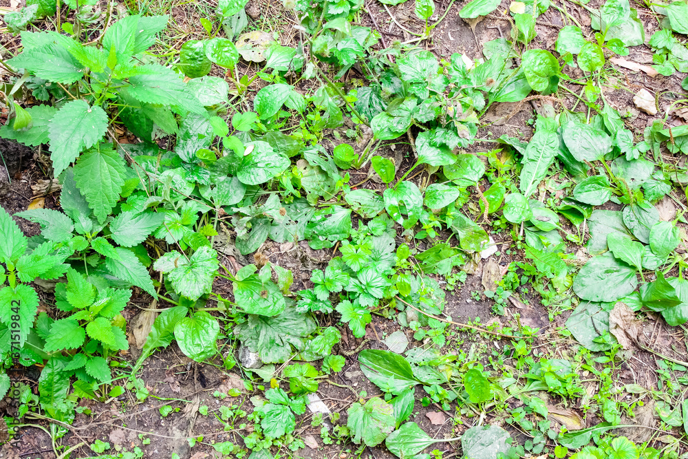 Leaves of young tussilago grow in the grass. Leaves of young tussilago grow in the grass.