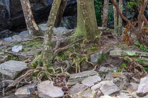 tree roots among rocks along high falls trail in the talladega national forest, alabama, usa