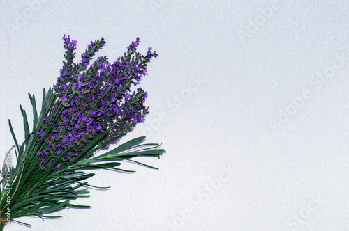 Fototapeta Naklejka Na Ścianę i Meble -  The design of branches of flowering lavender on an isolated white background. Close-up photo. Top view. Ability to insert a large piece of text.