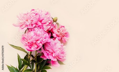 Top view of pink peony flowers with copy space. Floral background.