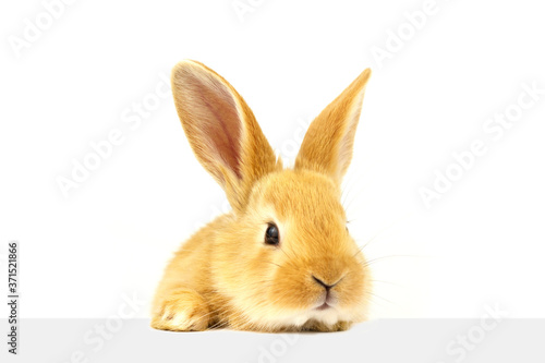 A fluffy eared ginger rabbit peers into the sign. Home bunny sits on a white background. © Евгений Гончаров