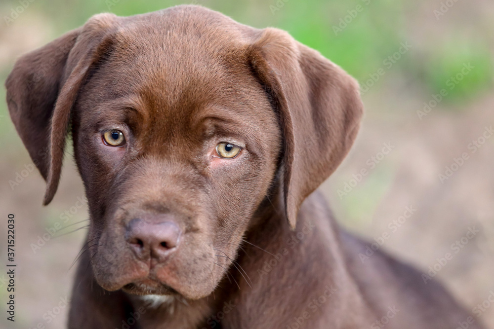 Chocolate Labrador retriever mix  puppy with a sad face