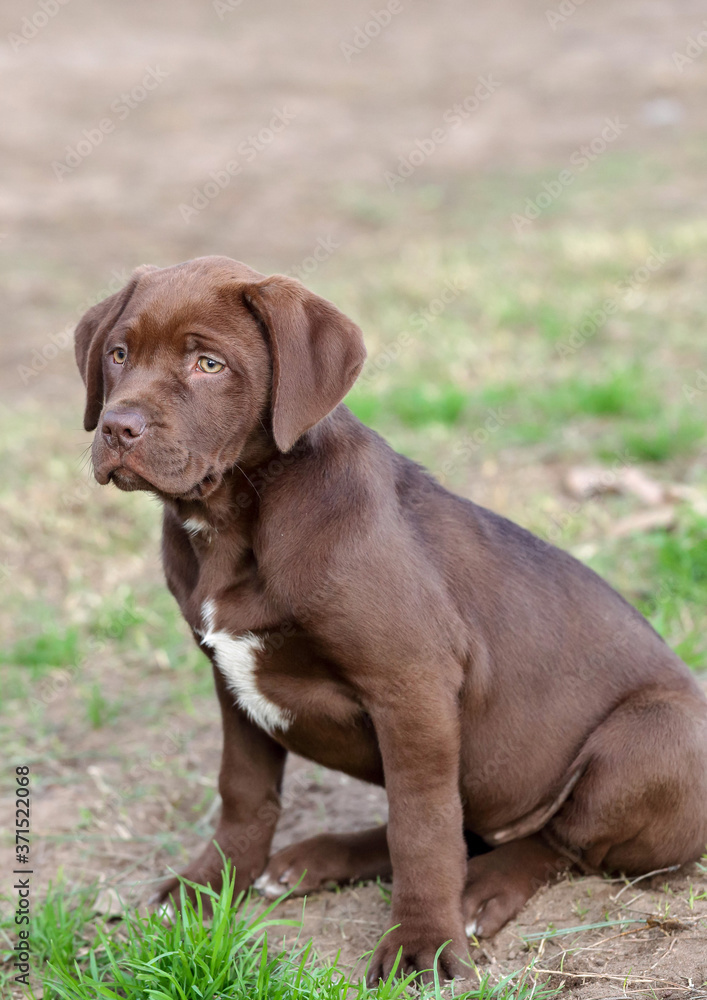 Chocolate Labrador retriever mix  puppy with a sad face