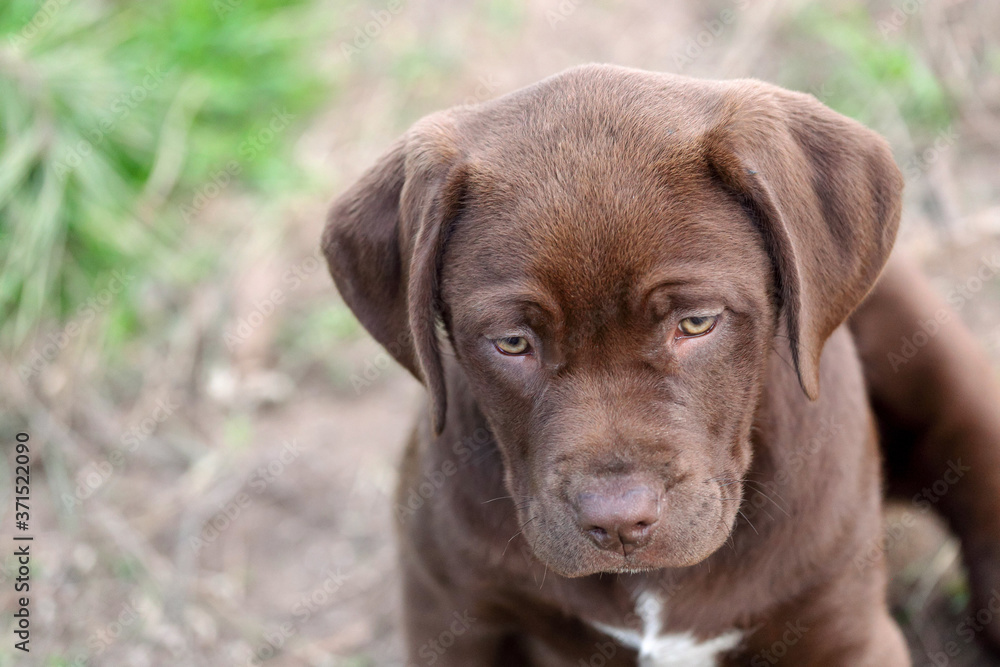 Chocolate Labrador retriever mix puppy with a sad face Chocolate Labrador retriever mix puppy with a sad face