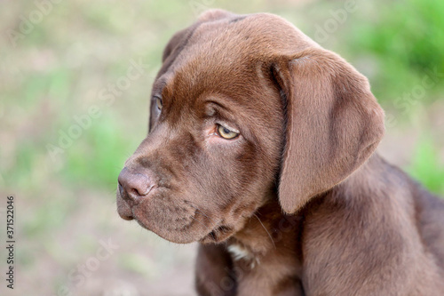 Chocolate Labrador retriever mix puppy with a sad face