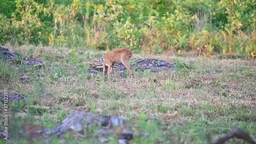 young roe deer buck in the forest